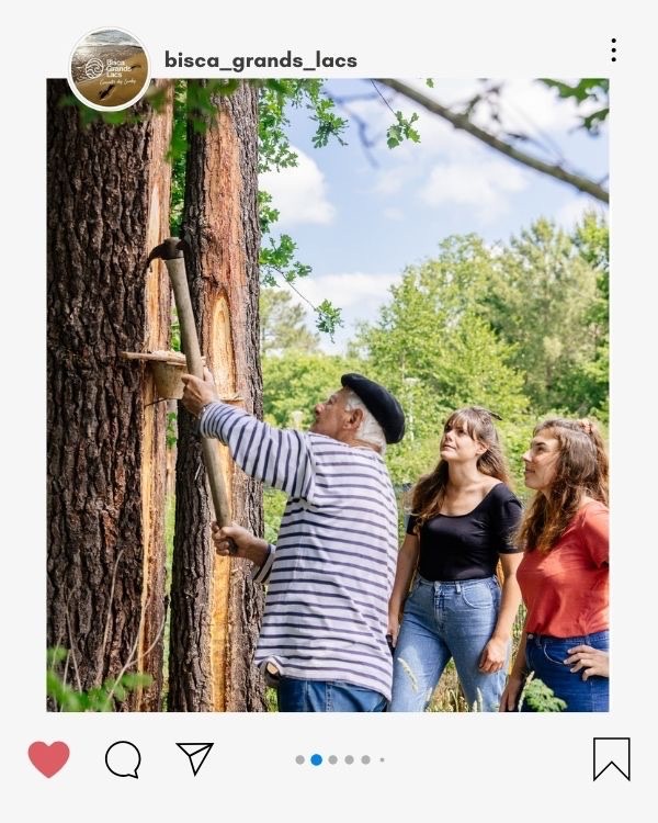 Démonstration de gemmage au Conservatoire des Landes de Sanguinet