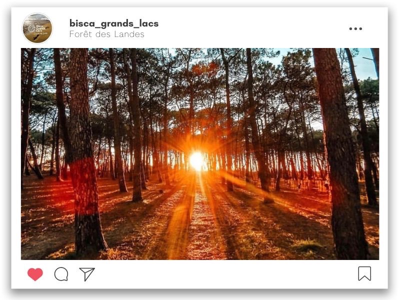 Coucher de soleil au milieu de la forêt des Landes