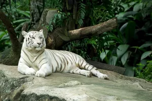 zoo-bassin-arcachon-1.jpg zoo-bassin-arcachon-1.jpg