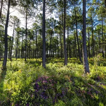 Tanken Sie neue Energie im Wald der Landes