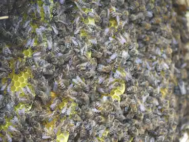 Miellerie des Grans Lacs abeilles-nombreuses-cadre