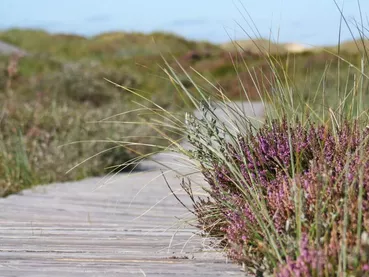 path-grass-marsh-plant-boardwalk-hiking-922349-pxhere.com
