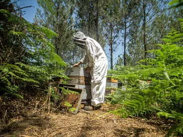 Les Ruchers du Born Apiculteur 2 des Ruchers du Born