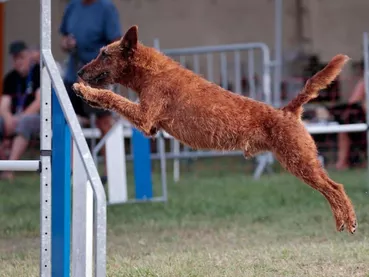concours-agility-chien-haies