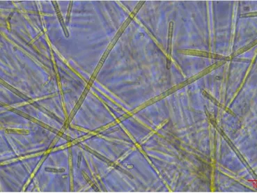 Cyanobactéries
