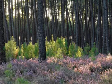 48813012477_866cf95f02_k