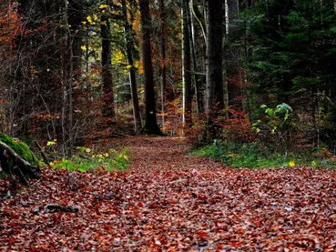 run-forest