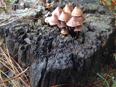 champignons-catherine-kwasniewski-3