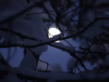 alicia_chant-tree-5189216_1920