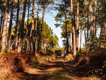 La forêt landaise