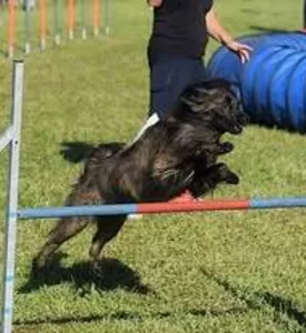 agility dog sport