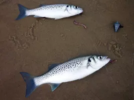 surfcasting-bisca-landes