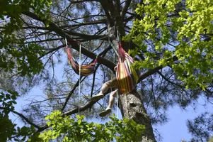 Grimpe d'arbre 3