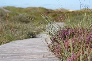 path-grass-marsh-plant-boardwalk-hiking-922349-pxhere.com