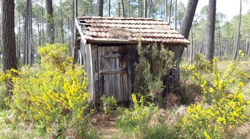 Randonnée pédestre, la Forêt