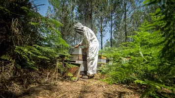 Les Ruchers du Born Apiculteur 2 des Ruchers du Born