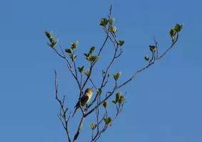 Balade nature - Symphonie des oiseaux