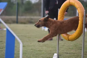 concours-agility-chien-pneu
