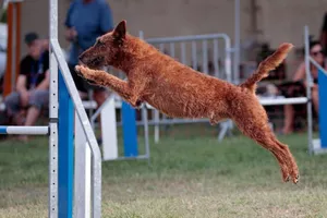 concours-agility-chien-haies