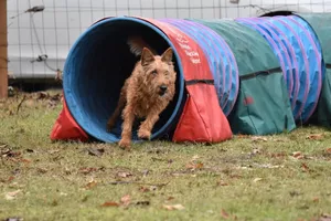 concours-agility-chien-tunnel