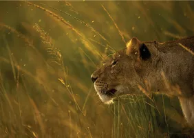 Animaux d'ici et d'ailleurs