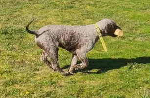 Chien d'Eau Espagnol