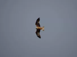 Balade nature, les oiseaux