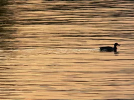 plume-eau