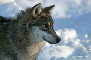Loup_en_captivite_P.Massit.ONCFS_-2