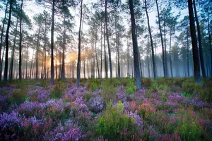 foret-bruyere-randonnee-bisca