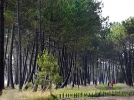 foret-bisca--bord-de-lac